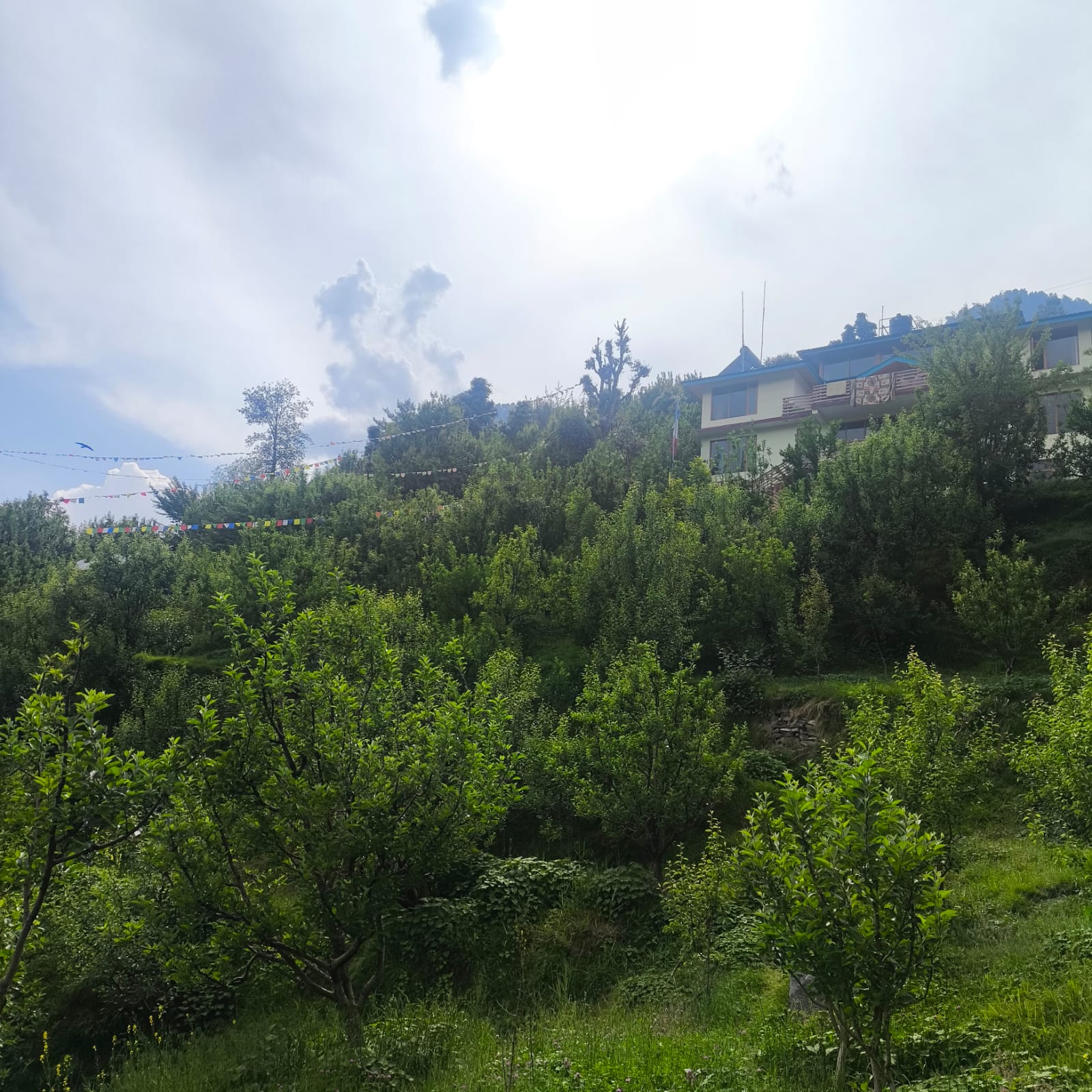 Apple orchards in Tirthan Valley