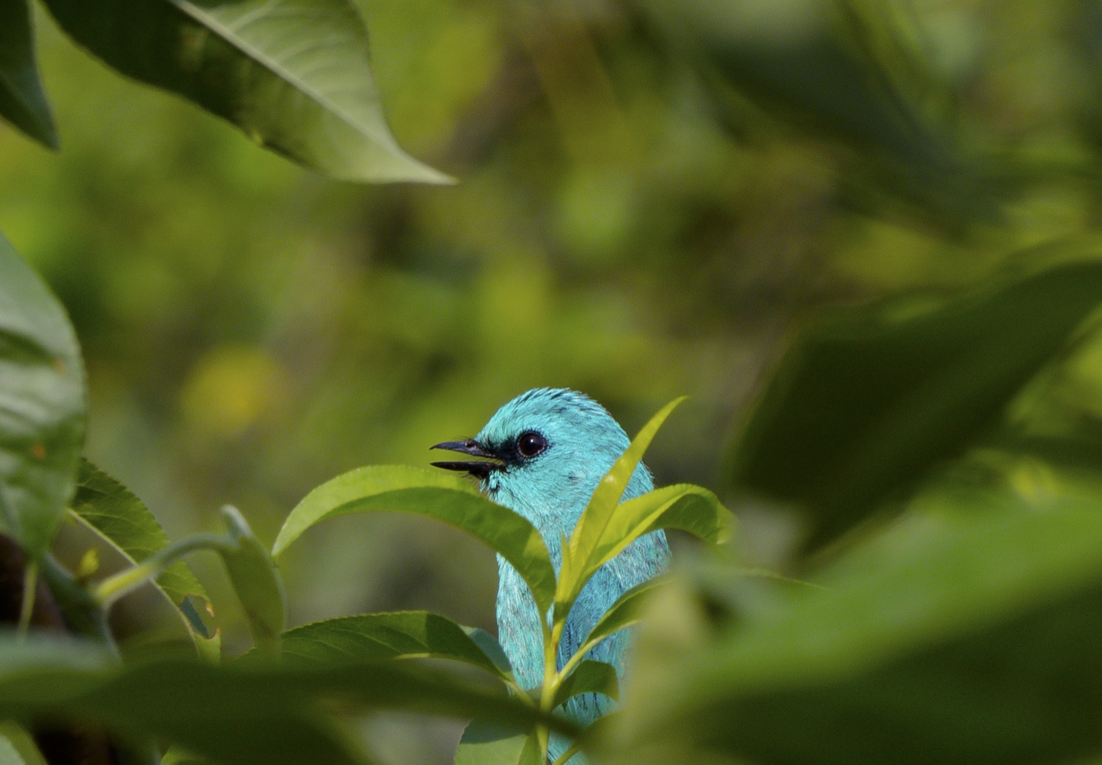 Bird watching in GHNP buffer zone